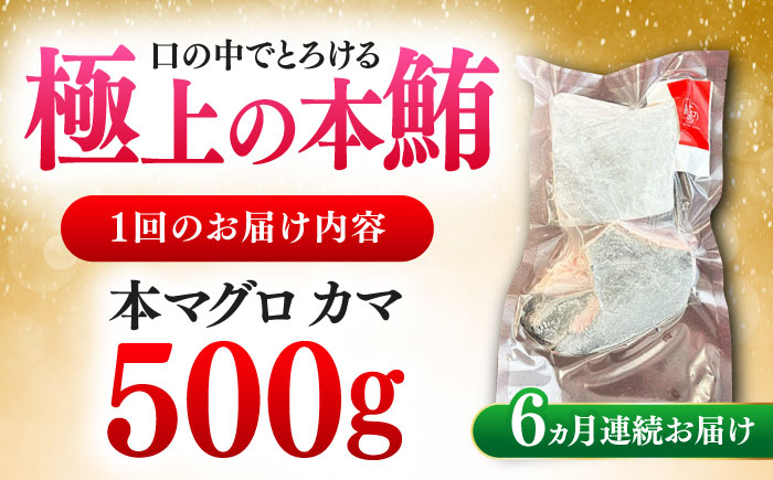 【全6回定期便】対馬産 本マグロ カマ 500g ≪対馬市≫【桐谷商店】 トロの華 対馬 新鮮 マグロ かま 鮪 [WAQ093]