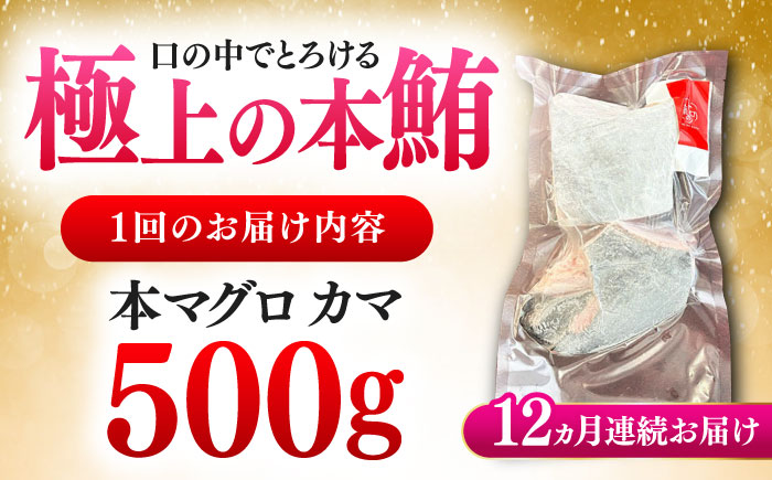 【全12回定期便】対馬産 本マグロ カマ 500g ≪対馬市≫【桐谷商店】 トロの華 対馬 新鮮 マグロ かま 鮪 [WAQ094]