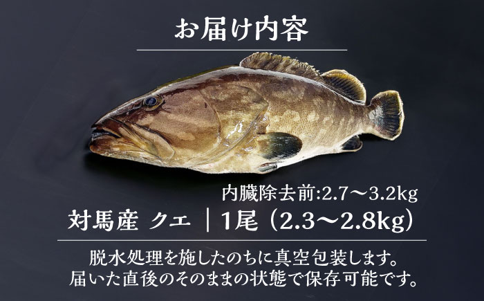 【最速発送】対馬産クエ 丸ごと1匹 2.3kg以上！《対馬市》【エムズスタイル】直送 新鮮 マルモン 刺身 しゃぶしゃぶ 鍋 くえ アラ 高級魚 お祝い プレゼント 還暦 [WCN005]
