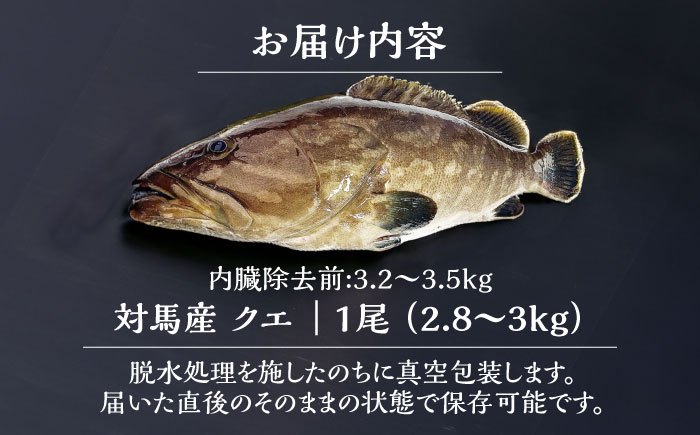 対馬産クエ 丸ごと1匹！2.8kg以上！《対馬市》【エムズスタイル】直送 新鮮 マルモン 刺身 しゃぶしゃぶ 鍋 くえ アラ 高級魚 お祝い [WCN006]