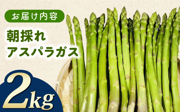 【3月中旬以降順次発送】朝採れアスパラガス2kg  《対馬市》【農家くんのアスパラファーム】  冷蔵 アスパラ とれたて 新鮮 野菜 産地直送 [WCT002]