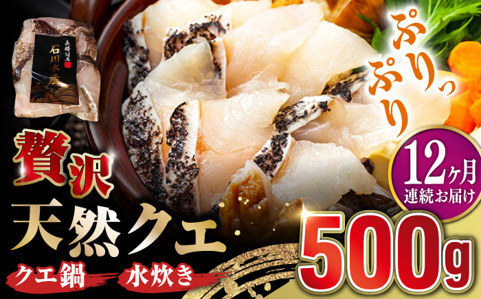 【全12回定期便】【 対馬産 】 天然 クエ 500g （切り身）《対馬市》【石川水産】 鍋 水炊き 鮮度抜群 海鮮 クエ 天然クエ [WAB020]