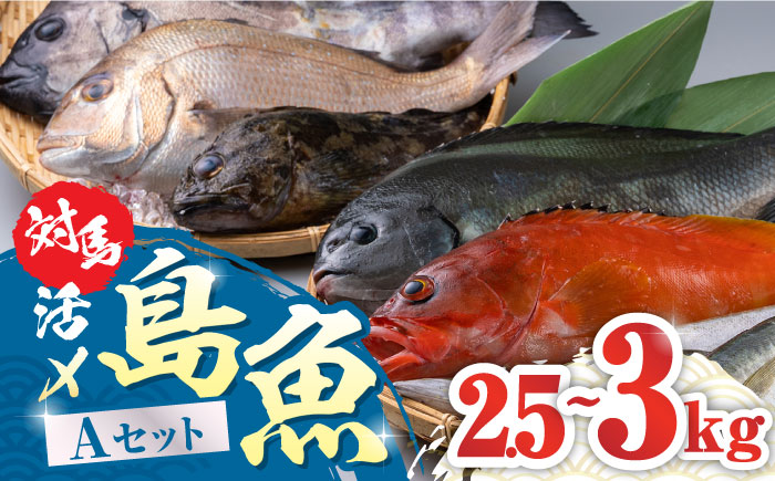 対馬 活〆 島魚セット 2.5～3kg《対馬市》【対馬地域商社】 [WAC004]新鮮 鮮度 直送 冷蔵 鮮魚 刺身 海鮮 魚介 鯛めし 煮付け 魚 ぶり まぐろ 刺し身 定置網 おかず 一品 味噌汁 塩焼き 九州 長崎 鮮魚 鮪 マグロ