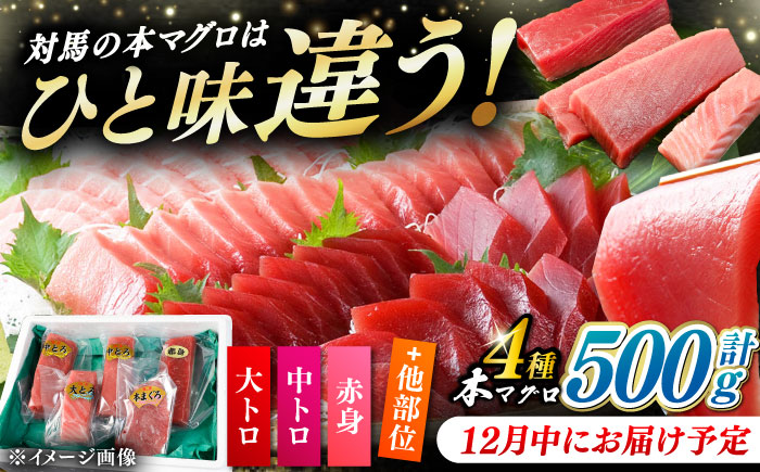 【12月中にお届け】対馬産 生 本マグロ 500g （赤身、中トロ、大トロ）《対馬市》【対海】 中トロ 大トロ まぐろ マグロ 鮪 [WAH025-12]