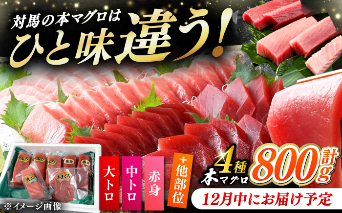 【12月中にお届け】対馬産 生 本マグロ 800g （赤身、中トロ、大トロ）《対馬市》　【対海】 中トロ 大トロ まぐろ マグロ 鮪 [WAH026-12]