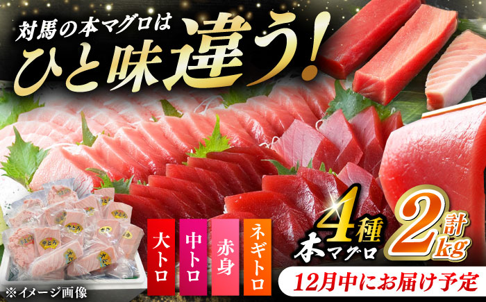 【12月中にお届け】対馬産 本マグロ 4種 計2kg（赤身/中トロ/大トロ/ネギトロ）《対馬市》【対海】 冷凍配送 大容量 新鮮 贈答 贈り物 海鮮丼 手巻き寿司 [WAH027-12]