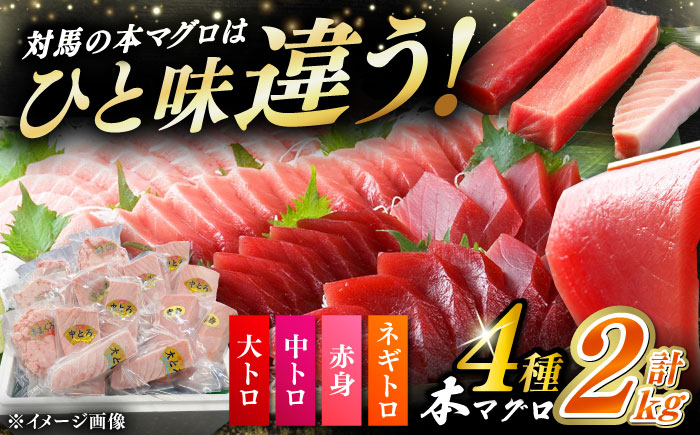 対馬産 本マグロ 4種 計2kg（赤身/中トロ/大トロ/ネギトロ）《対馬市》【対海】 冷凍配送 大容量 新鮮 贈答 贈り物 海鮮丼 手巻き寿司 [WAH027]