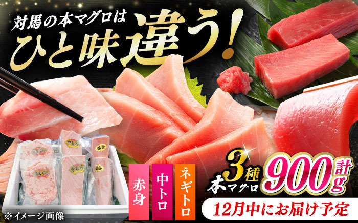 【12月中にお届け】対馬産 本マグロ 3種 計900g（赤身/中トロ/ネギトロ）《対馬市》【対海】 冷凍配送 食べ比べ 贈り物 魚介類 [WAH029-12]