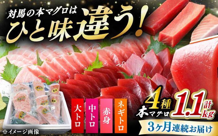 【全3回定期便】 対馬産 本マグロ 4種 計1.1kg（赤身/中トロ/大トロ/ネギトロ）《対馬市》【対海】 冷凍配送 食べ比べ 新鮮 手巻き寿司 海鮮丼 [WAH037]