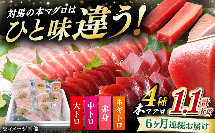 【全6回定期便】 対馬産 本マグロ 4種 計1.1kg（赤身/中トロ/大トロ/ネギトロ）《対馬市》【対海】 冷凍配送 食べ比べ 新鮮 手巻き寿司 海鮮丼 [WAH038]