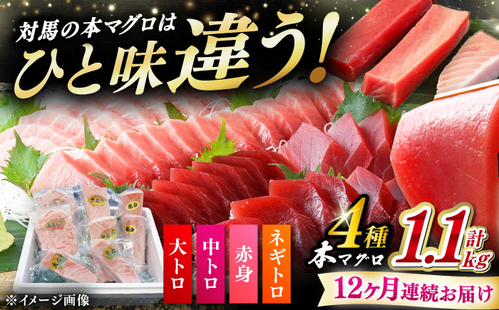 【全12回定期便】 対馬産 本マグロ 4種 計1.1kg（赤身/中トロ/大トロ/ネギトロ）《対馬市》【対海】 冷凍配送 食べ比べ 新鮮 手巻き寿司 海鮮丼 [WAH039]