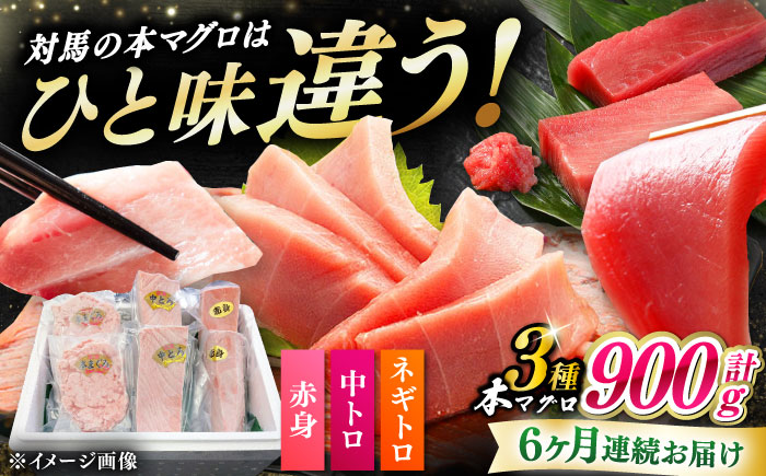 【全6回定期便】 対馬産 本マグロ 3種 計900g（赤身/中トロ/ネギトロ）《対馬市》【対海】 冷凍配送 食べ比べ 贈り物 魚介類 [WAH041]