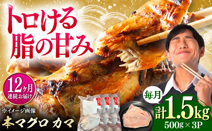 【全12回定期便】対馬産 本マグロ カマ 1.5kg ≪対馬市≫【桐谷商店】 トロの華 対馬 新鮮 マグロ かま 鮪 [WAQ102]