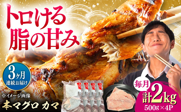 【全3回定期便】対馬産 本マグロ カマ 2kg ≪対馬市≫【桐谷商店】 トロの華 対馬 新鮮 マグロ かま 鮪 [WAQ104]