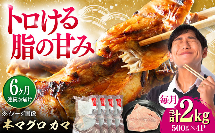 【全6回定期便】対馬産 本マグロ カマ 2kg ≪対馬市≫【桐谷商店】 トロの華 対馬 新鮮 マグロ かま 鮪 [WAQ105]