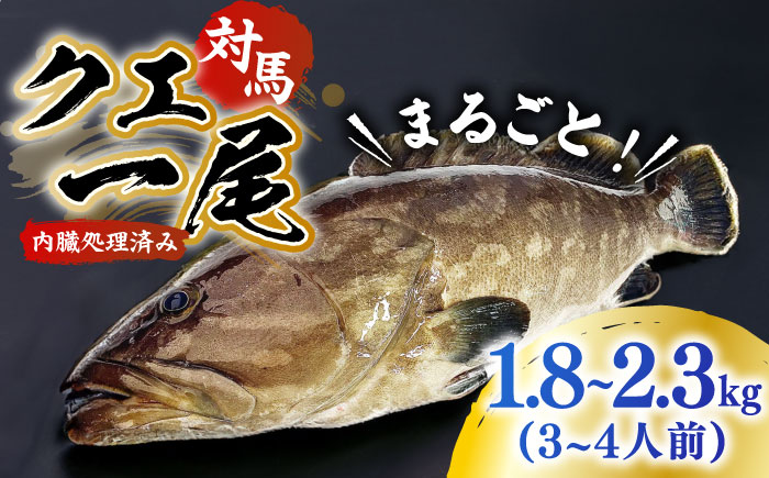 対馬産クエ 丸ごと1匹！1.8kg以上！《対馬市》【エムズスタイル】直送 新鮮 マルモン 刺身 しゃぶしゃぶ 鍋 くえ アラ 高級魚 お祝い [WCN001]