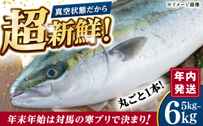 【12/29発送】真空！寒ブリ（5kg～6kg）《対馬市》【対馬新鮮組】ぶり ブリ 鰤 ぶりしゃぶ しゃぶしゃぶ 刺身 鮮魚 海鮮 魚 対馬 長崎 国産 新鮮 冷蔵 鍋 海鮮鍋 年末 正月 年内発送 年内配送 年末配送 時間指定 [WCS008]