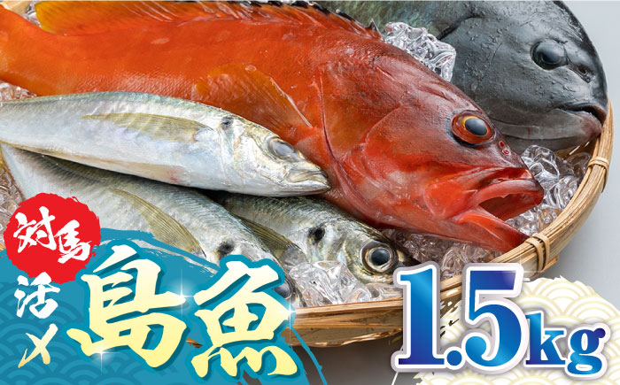 対馬 活〆 島魚 セット 1.5kg《対馬市》【対馬地域商社】九州 長崎 鮮魚 [WAC005]新鮮 鮮度 直送 冷蔵 鮮魚 刺身 海鮮 魚介 鯛めし 煮付け 魚 ぶり まぐろ 刺し身 定置網 おかず 一品 味噌汁 塩焼き 鮪 マグロ