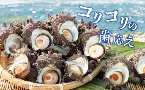 サザエ さざえ 約1.5kg Aサイズ(100g～200g/個) 壱岐市 【マルショウ水産】 [JBB004] 17000 17000円