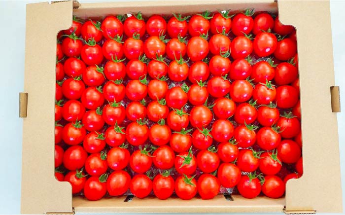 ミディトマト  約4kg 高級贈答用「あま壱岐」  [JAE005] 野菜 ギフト プレゼント 贈り物 28000 28000円