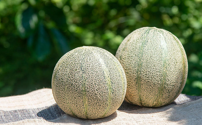 【先行予約】【贈答用】 天然酵素で育ったアムスメロン「翠」大 1個 【2026年6月中旬以降順次発送】《壱岐市》【フレッシュメイト壱岐】 フルーツ 果物  [JAZ007] 8000 8000円