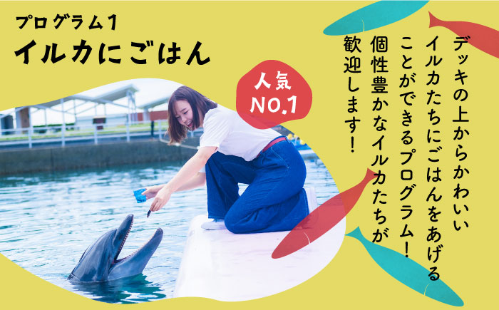 イルカふれあいエンジョイパック 1名様分 [JBF033]  長崎県 長崎 壱岐市 壱岐 体験 アクティビティ 30000 30000円 3万円