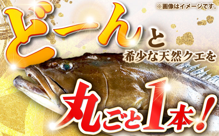 天然クエ（12キロ台・丸もの） 《壱岐市》【壱岐島　玄海屋】[JBS052] 魚 刺身 しゃぶしゃぶ  870000 870000円 87万円