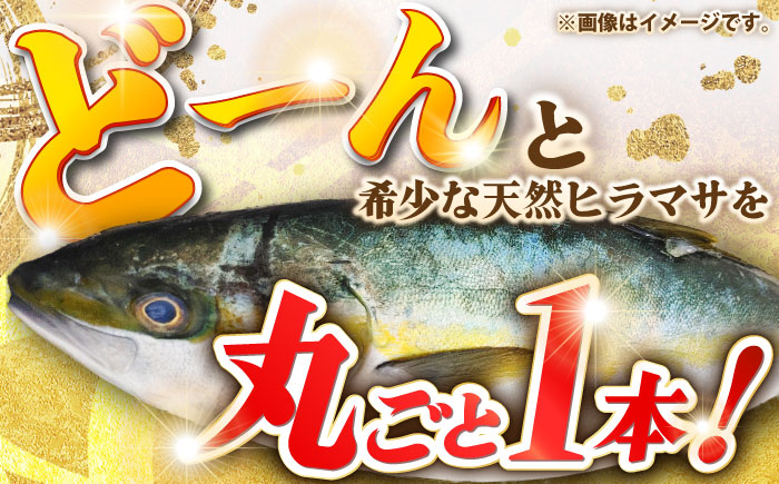 壱岐島産天然ヒラマサ（7キロ台・丸もの） 《壱岐市》【壱岐島　玄海屋】[JBS072] ヒラマサ 魚 刺身 煮物 カルパッチョ お寿司  142000 142000円