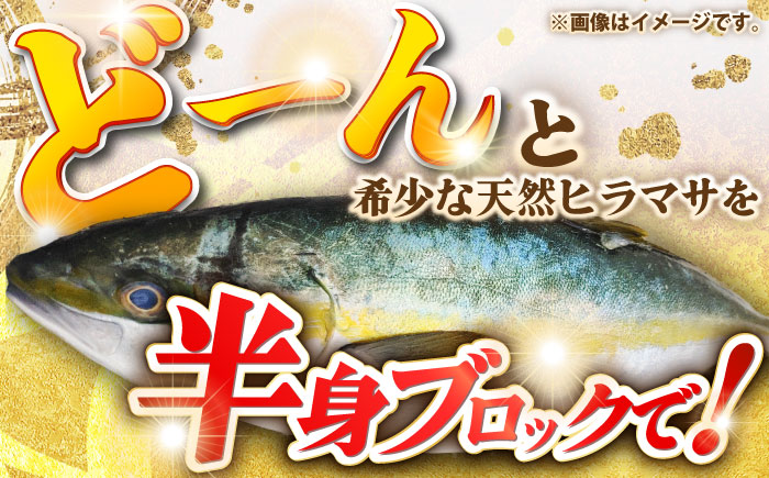 壱岐島産天然ヒラマサ（8キロ台・半身ブロック） 《壱岐市》【壱岐島　玄海屋】[JBS089] ヒラマサ 魚 刺身 煮物 カルパッチョ お寿司  118000 118000円