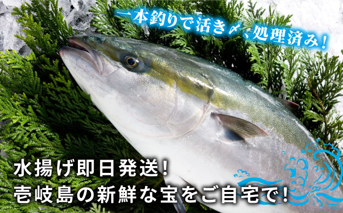 【お歳暮対象】【年内発送】【11/1～1/15お届け 年末年始用】壱岐島産天然寒ブリ（一本丸ものサイズ12キロ台 半身ブロック）《壱岐市》【壱岐島 玄海屋】 [JBS107] 222000 222000円