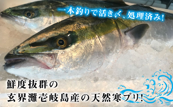 壱岐島産天然寒ブリ（14ｷﾛ台・3枚おろし） [JBS113]