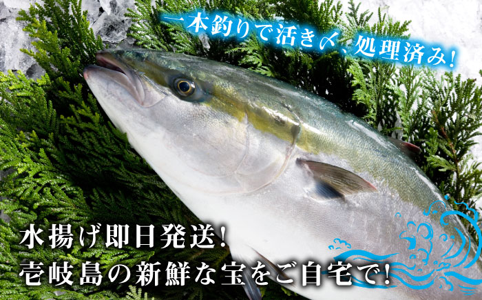 【お歳暮対象】【年内発送】【お正月用】壱岐島産天然寒ブリ（6ｷﾛ台・3枚おろし） [JBS127]