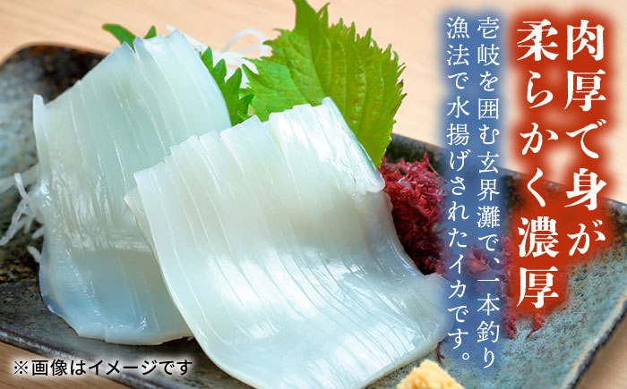 ケンサキイカ 刺身 & 一夜干し セット 剣先イカ 烏賊 《壱岐市》 【一支國屋】 おつまみ フィレ [JCC009] 20000 20000円