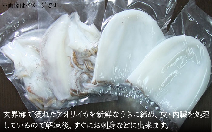 アオリイカ 1,500g前後 《壱岐市》【ヤマグチ】[JCG019] いか あおりいか 28000 28000円