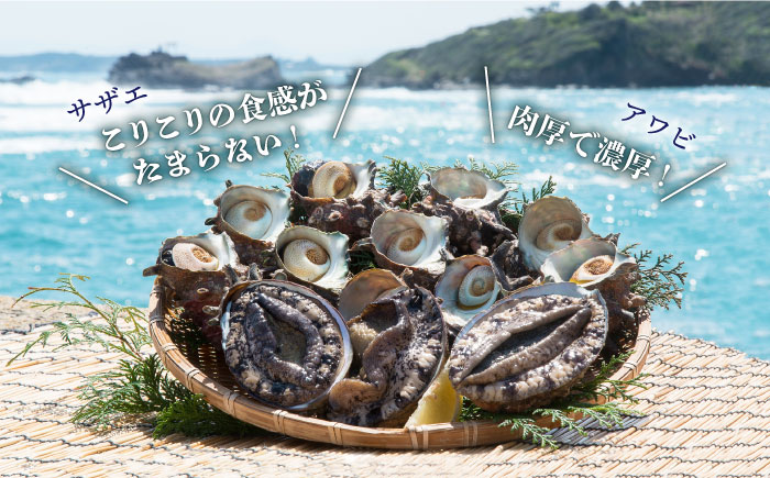 活 アワビ 600g サザエ 2kg セット 《壱岐市》【丸和水産】[JCJ003] 46000 46000円