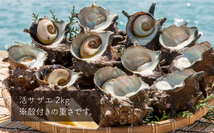 活 サザエ 2kg 《壱岐市》【丸和水産】[JCJ005] 16000 16000円