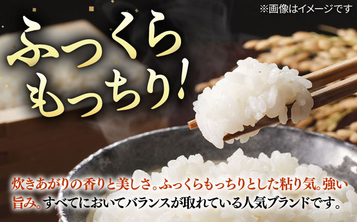 【R6年度産】こしひかり 10kg 《壱岐市》 【長米壱岐営業所】[JCZ019] ごはん ご飯 こしひかり コシヒカリ 31000 31000円