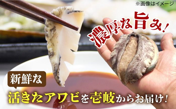 【お歳暮対象】国産養殖アワビ 活き！壱岐！アワビ 計500g（約100g×5枚）《壱岐市》【住吉水産】アワビ 鮑 養殖 貝 海産物 魚介 魚貝 産地直送 お刺身 冷蔵発送 [JDQ007]