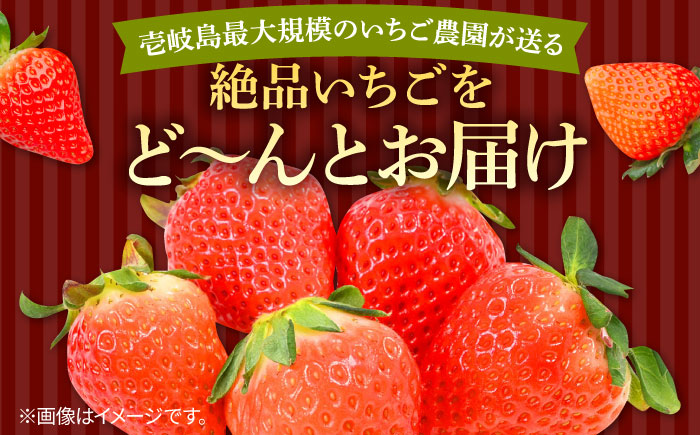 【先行予約】ゆめのか 約250g×4パック【2026年1月以降順次発送】《壱岐市》【Strawberry Gang】 [JEM001] セット いちご イチゴ 苺 定期便 果物 フルーツ スムージー 15000 15000円