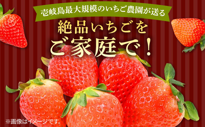 【訳あり/簡易包装】ゆめのか 約250g × 2パック 《壱岐市》【Strawberry Gang】[JEM006] セット いちご イチゴ 苺 果物 フルーツ スムージー 訳あり 8000 8000円