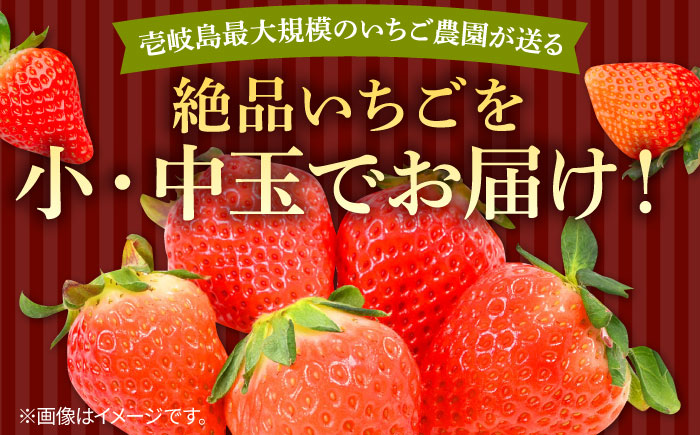 【ジャム用】ゆめのか（小玉・中玉） 1kg 《壱岐市》【Strawberry Gang】[JEM007] セット いちご イチゴ 苺 果物 フルーツ スムージー お菓子作り ジャム 材料 13000 13000円
