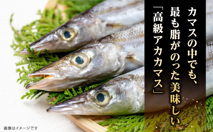 一本釣り　極上赤カマスの干物《壱岐市》【丸昇水産】カマス かます 朝食 海鮮 ひもの 冷凍配送 [JFZ003]