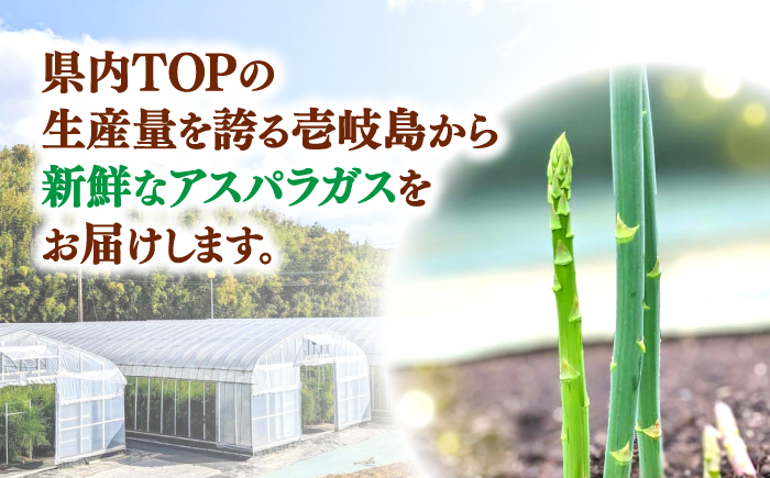 【先行予約】【アスパラガス専門農家が作る！】壱岐産アスパラガス4.5kg【2026年3月以降順次発送】≪壱岐市≫【きたじま農園】 国産 冷蔵配送 産地直送 朝採れ 新鮮 [JGI001]