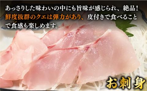 【9月～11月限定】 天然 クエ 丸もの 1本 3～5kg（鍋・刺身 5～10人用）《壱岐市》【丸和水産】[JCJ011] 100000 100000円 10万円