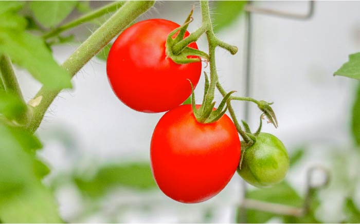 ミディトマト  約4kg 高級贈答用「あま壱岐」  [JAE005] 野菜 ギフト プレゼント 贈り物 28000 28000円