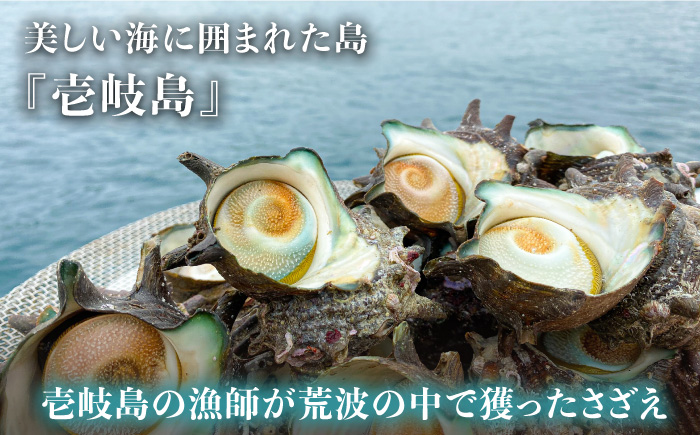 壱岐産 さざえ うに 2本セット【数量限定】 《壱岐市》【長田商店】[JAO017] 17000 17000円