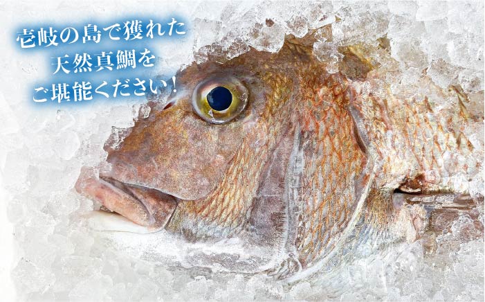 【全3回定期便】鯛茶漬（4人前） [JAO033] 42000 42000円