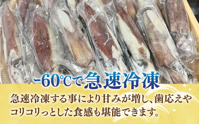 刺身用 剣先イカ 約2kg（急速冷凍）《壱岐市》【魚助】 イカ いか 剣先いか ケンサキイカ刺し身  鮮魚 海鮮 [JFX001]