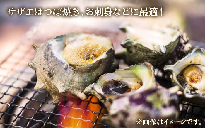 サザエ さざえ 約1.5kg Bサイズ(60g～100g/個) 壱岐市 【マルショウ水産】 [JBB005] 17000 17000円