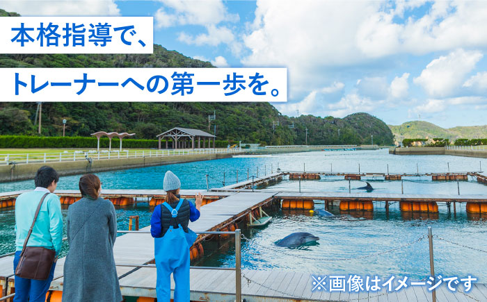 ベーシック・ドルフィントレーナー・プログラム 《壱岐市》【壱岐イルカパーク＆リゾート】[JBF003] 220000 220000円 22万円 体験
